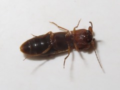 Dalopius marginatus