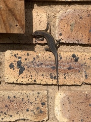 Trachylepis punctatissima