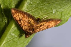 Ecpyrrhorrhoe rubiginalis