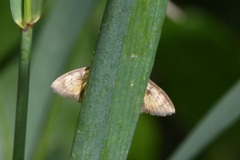 Ecpyrrhorrhoe rubiginalis