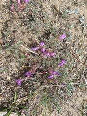 Astragalus angarensis