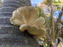 Pleurotus parsonsiae