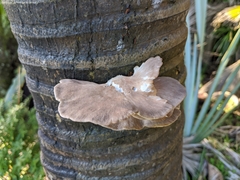 Pleurotus parsonsiae
