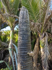 Pleurotus parsonsiae