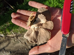 Pleurotus parsonsiae