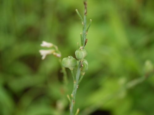 Dipcadi saxorum