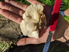 Pleurotus parsonsiae