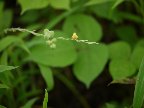 Dipcadi saxorum