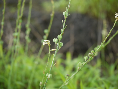 Dipcadi saxorum