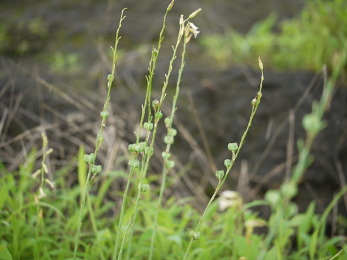 Dipcadi saxorum