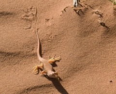 Meroles cuneirostris