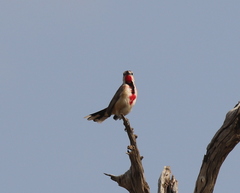 Rhodophoneus cruentus