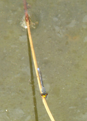Pseudagrion citricola