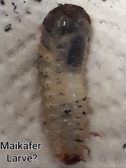 Melolontha melolontha