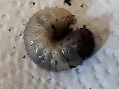 Melolontha melolontha