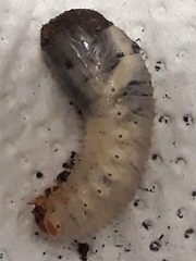 Melolontha melolontha