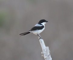 Lanius dorsalis