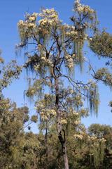 Hakea lorea