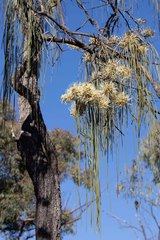 Hakea lorea