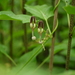 Ceropegia vincifolia - Photo (c) Dinesh Valke, algunos derechos reservados (CC BY-SA)