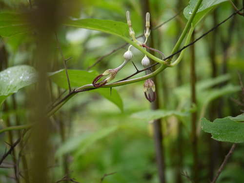 Ceropegia vincifolia