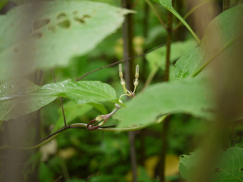 Ceropegia vincifolia