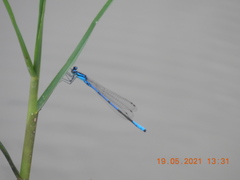 Coenagrion exclamationis
