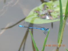 Coenagrion exclamationis