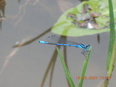 Coenagrion exclamationis