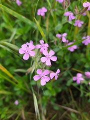 Saponaria ocymoides
