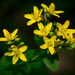 Spotted St. John's Wort - Photo (c) Erik Danielsen, some rights reserved (CC BY-NC), uploaded by Erik Danielsen