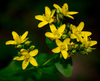 Spotted St. John's Wort - Photo (c) Erik Danielsen, some rights reserved (CC BY-NC), uploaded by Erik Danielsen
