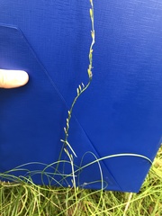Triglochin palustris