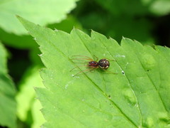 Pachygnatha listeri