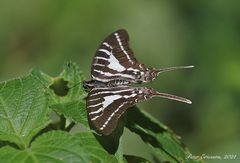 Graphium aristeus