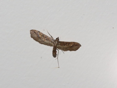 Hydriris chalybitis