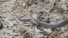 Trachischium tenuiceps