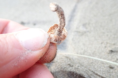 Paramarasmius mesosporus