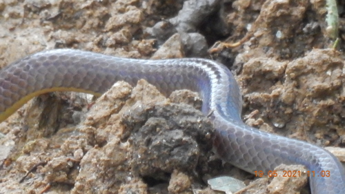 Photo of a Yellowbelly Worm-eating Snake (Trachischium tenuiceps)