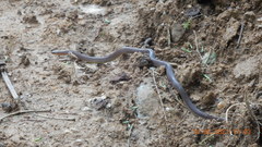 Trachischium tenuiceps