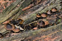 Mycena mulawaestris