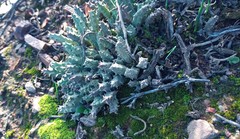 Duvalia caespitosa caespitosa