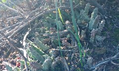 Duvalia caespitosa caespitosa