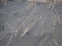 Paramarasmius mesosporus