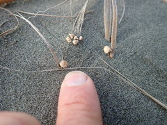 Paramarasmius mesosporus