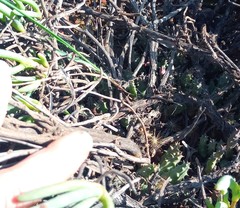 Duvalia caespitosa caespitosa