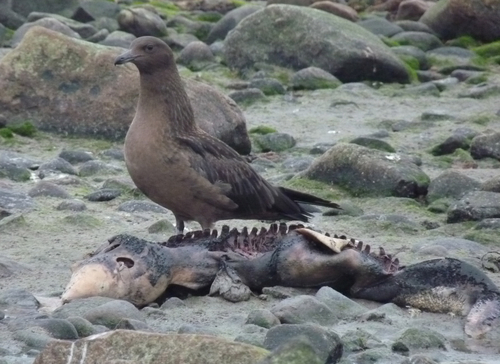 Great Skua