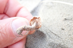 Paramarasmius mesosporus