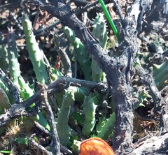 Duvalia caespitosa caespitosa