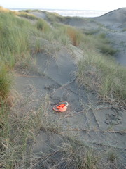 Paramarasmius mesosporus